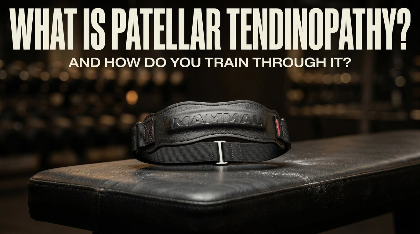 What Is Patellar Tendinopathy and How Do You Train Through It? - Mammal Strength 
